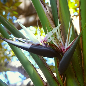 Bird of Paradise White